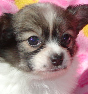 愛犬との信頼関係